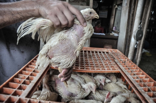 Jelang Nataru, Harga Ayam Potong Merangkak Naik