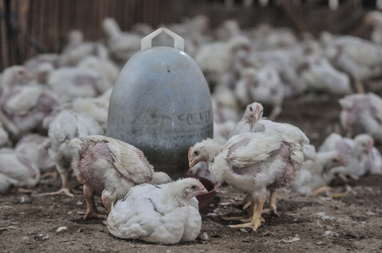 Jelang Nataru, Harga Ayam Potong Merangkak Naik