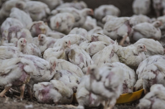 Jelang Nataru, Harga Ayam Potong Merangkak Naik