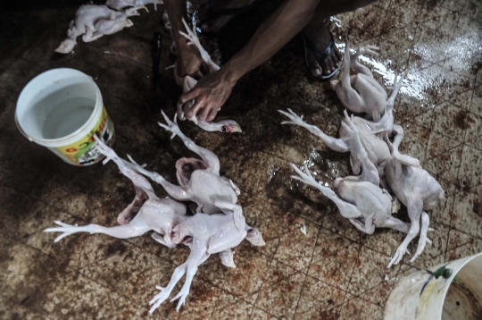 Jelang Nataru, Harga Ayam Potong Merangkak Naik