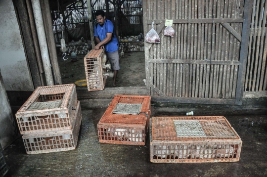 Jelang Nataru, Harga Ayam Potong Merangkak Naik