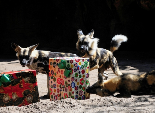 Tingkah Lucu Satwa Terima Kado Natal