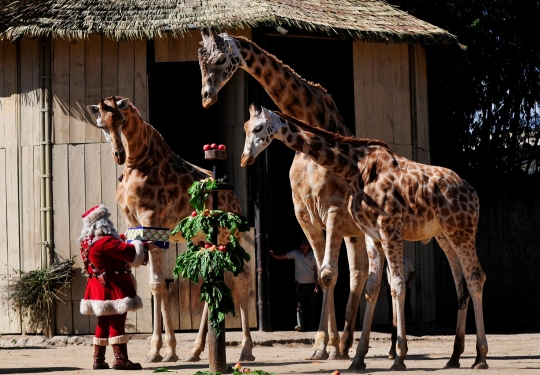 Tingkah Lucu Satwa Terima Kado Natal