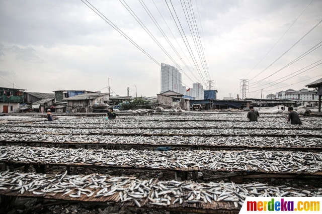 Pekerja menjemur ikan saat proses pengasinan di kawasan Muara Angke, Jakarta, Senin (26/12/2022). Produksi ikan asin di Muara Angke disebut mengalami penurunan karena musim hujan yang menghambat proses pengeringan.