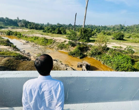 Reaksi Jokowi Melihat Gerombolan Gajah di Tol Permai