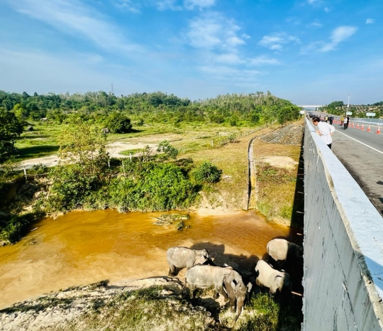 Reaksi Jokowi Melihat Gerombolan Gajah di Tol Permai