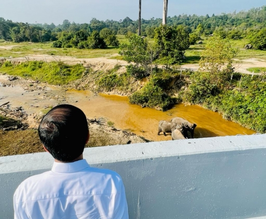 Reaksi Jokowi Melihat Gerombolan Gajah di Tol Permai