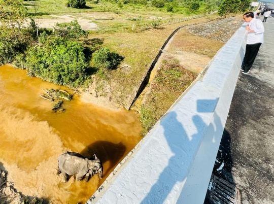 Reaksi Jokowi Melihat Gerombolan Gajah di Tol Permai