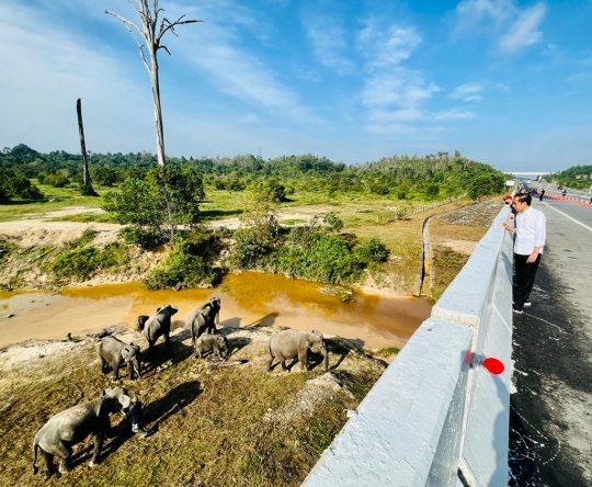 Reaksi Jokowi Melihat Gerombolan Gajah di Tol Permai