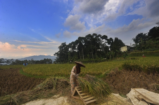 Musim Hujan, Harga Gabah di Tingkat Petani Naik