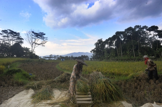 Musim Hujan, Harga Gabah di Tingkat Petani Naik