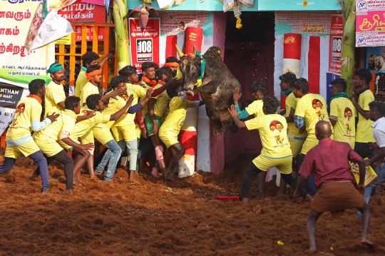 Festival Menjinakkan Banteng di India Berujung Maut