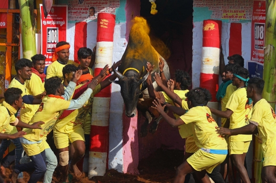 Festival Menjinakkan Banteng di India Berujung Maut