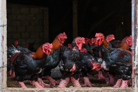 Kelezatan Ceker Ayam Dong Tao, Hidangan Mewah Orang Kaya Vietnam