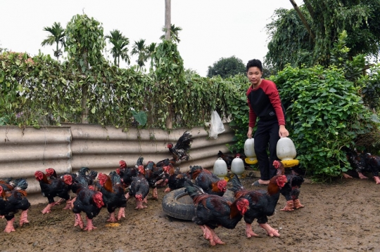 Kelezatan Ceker Ayam Dong Tao, Hidangan Mewah Orang Kaya Vietnam