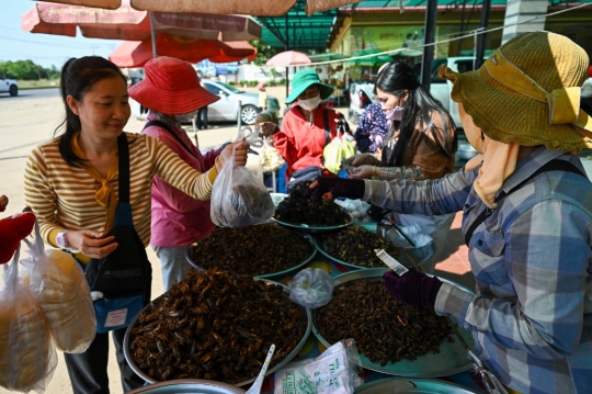 Tarantula Goreng, Kuliner Ekstrem Bernutrisi yang Populer di Kamboja