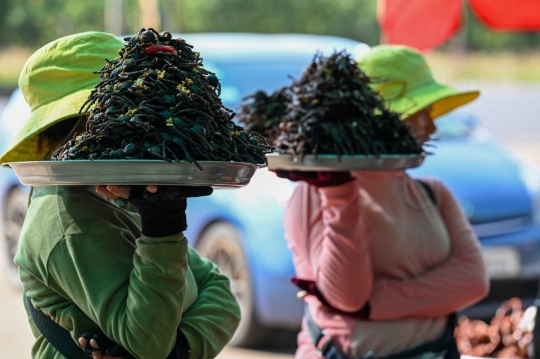 Tarantula Goreng, Kuliner Ekstrem Bernutrisi yang Populer di Kamboja