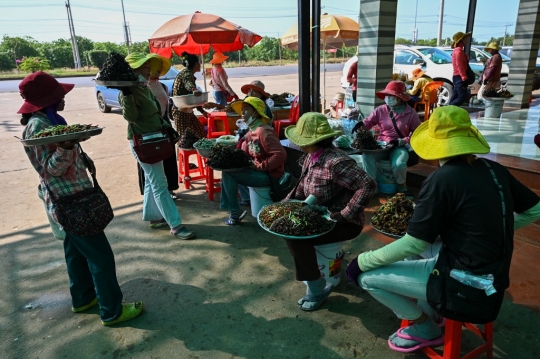 Tarantula Goreng, Kuliner Ekstrem Bernutrisi yang Populer di Kamboja