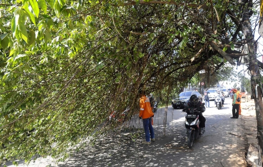 Hati-Hati, Pohon Hampir Tumbang Ancam Keselamatan Pengendara di Pondok Cabe