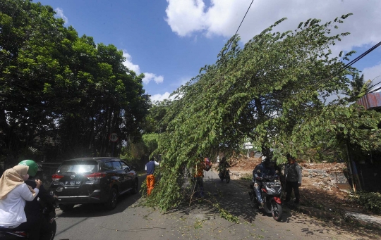 Hati-Hati, Pohon Hampir Tumbang Ancam Keselamatan Pengendara di Pondok Cabe