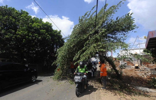 Hati-Hati, Pohon Hampir Tumbang Ancam Keselamatan Pengendara di Pondok Cabe