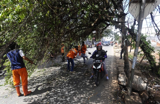 Hati-Hati, Pohon Hampir Tumbang Ancam Keselamatan Pengendara di Pondok Cabe