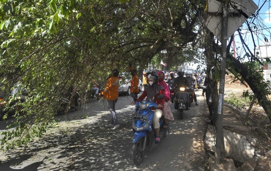 Hati-Hati, Pohon Hampir Tumbang Ancam Keselamatan Pengendara di Pondok Cabe