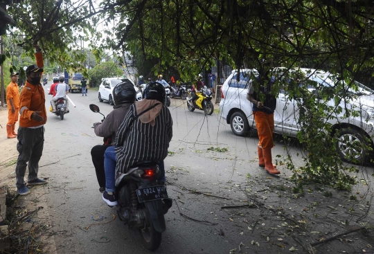 Hati-Hati, Pohon Hampir Tumbang Ancam Keselamatan Pengendara di Pondok Cabe