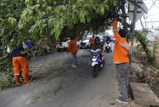 Hati-Hati, Pohon Hampir Tumbang Ancam Keselamatan Pengendara di Pondok Cabe