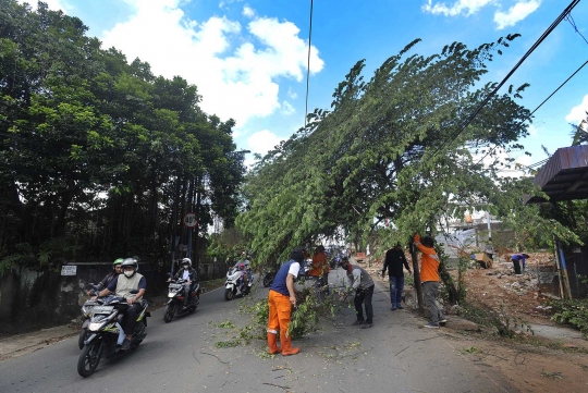 Hati-Hati, Pohon Hampir Tumbang Ancam Keselamatan Pengendara di Pondok Cabe