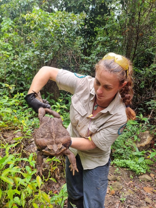 Inilah Toadzilla, Kodok Terbesar di Dunia