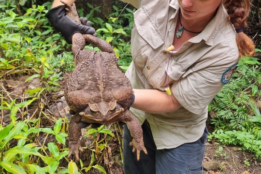 Inilah Toadzilla, Kodok Terbesar di Dunia