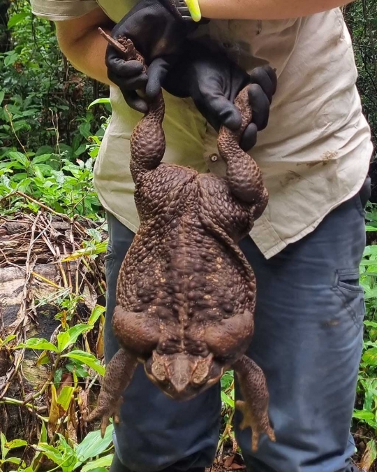 Inilah Toadzilla, Kodok Terbesar di Dunia