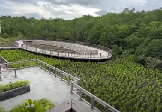 Intip Pesona Mangrove Tahura Ngurah Rai, Tempat Wisata Pejabat KTT G20 Bali