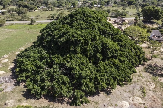 Bak Gunung, Pohon Raksasa di Kolombia ini Berdiameter 75 Meter