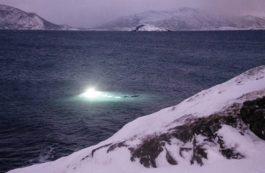 Momen Mendebarkan Penyelam Menari Bersama Paus Orca di Samudera Arktik