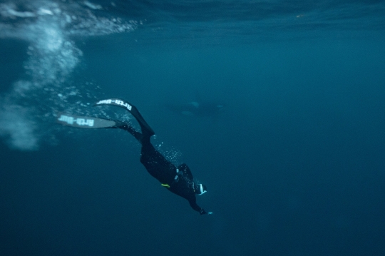 Momen Mendebarkan Penyelam Menari Bersama Paus Orca di Samudera Arktik