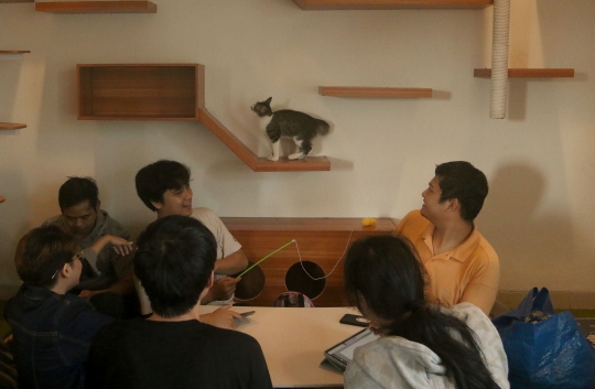 Serunya Bermain Bersama Kucing di Cat Cafe Depok