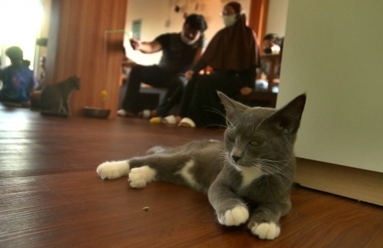 Serunya Bermain Bersama Kucing di Cat Cafe Depok