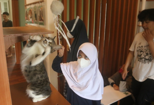 Serunya Bermain Bersama Kucing di Cat Cafe Depok