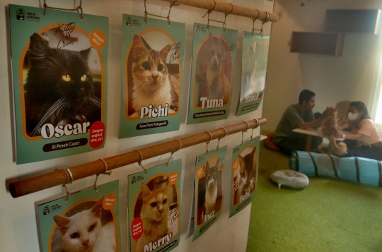 Serunya Bermain Bersama Kucing di Cat Cafe Depok