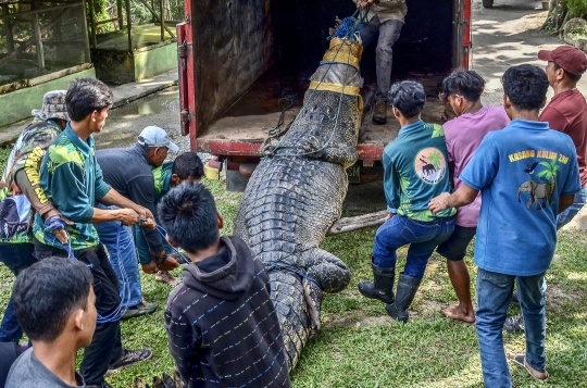 Meresahkan, Ini Penampakan Buaya 5 Meter yang Ditangkap Warga di Pasaman Barat