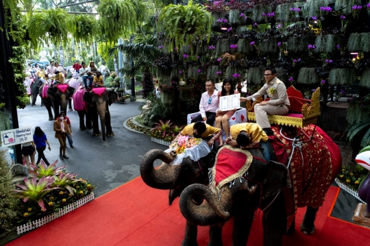 Hari Valentine, Puluhan Pasangan Menikah di Punggung Gajah Thailand