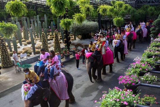 Hari Valentine, Puluhan Pasangan Menikah di Punggung Gajah Thailand