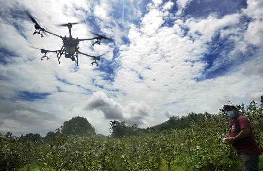 Inovasi Petani di Bogor Manfaatkan Drone untuk Siramkan Pupuk