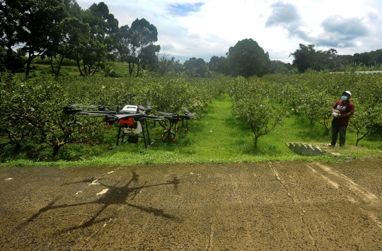 Inovasi Petani di Bogor Manfaatkan Drone untuk Siramkan Pupuk