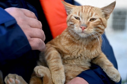 Kisah Ajaib Kucing Oren Selamat Setelah 10 Hari Tertimpa Reruntuhan Gempa Turki