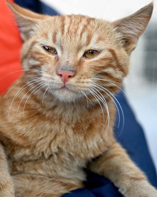 Kisah Ajaib Kucing Oren Selamat Setelah 10 Hari Tertimpa Reruntuhan Gempa Turki