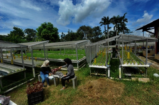 Kiprah Petani Milenial Berkebun Hidroponik di Depok