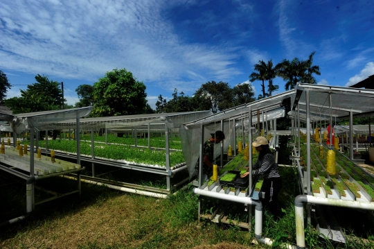 Kiprah Petani Milenial Berkebun Hidroponik di Depok